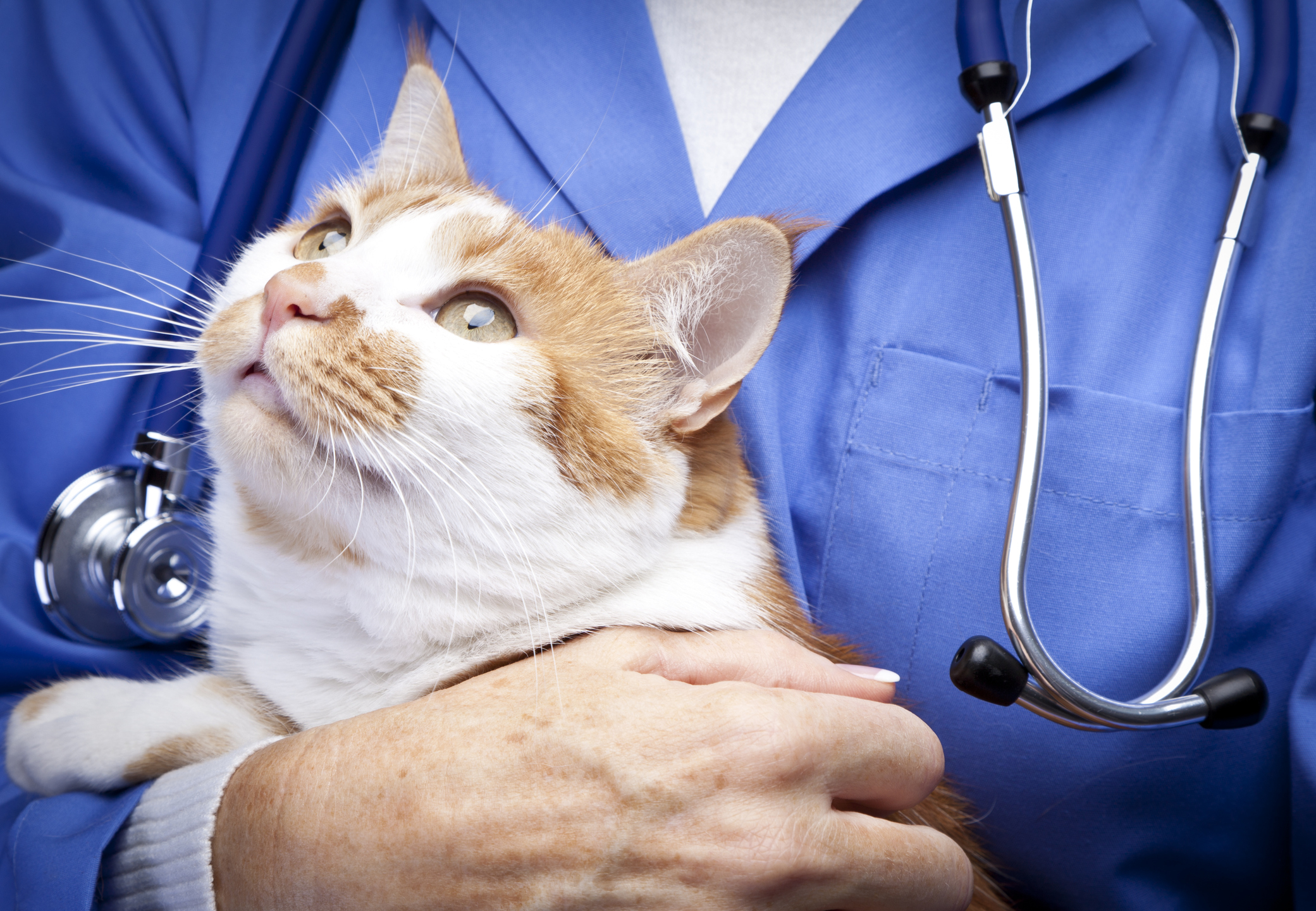 Typische Krankheiten bei älteren Katzen