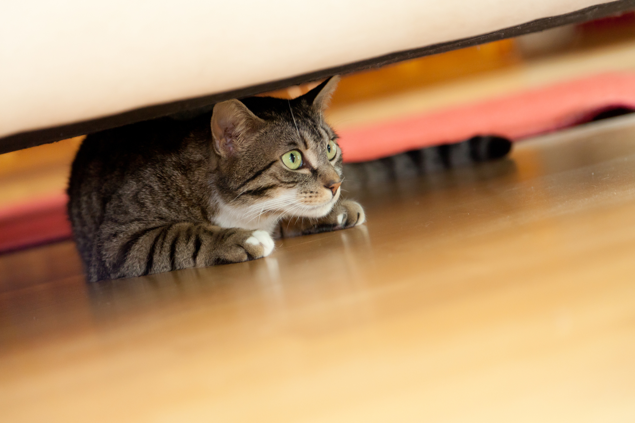4 Dinge, die Stress und Angst in einer Katze auslösen