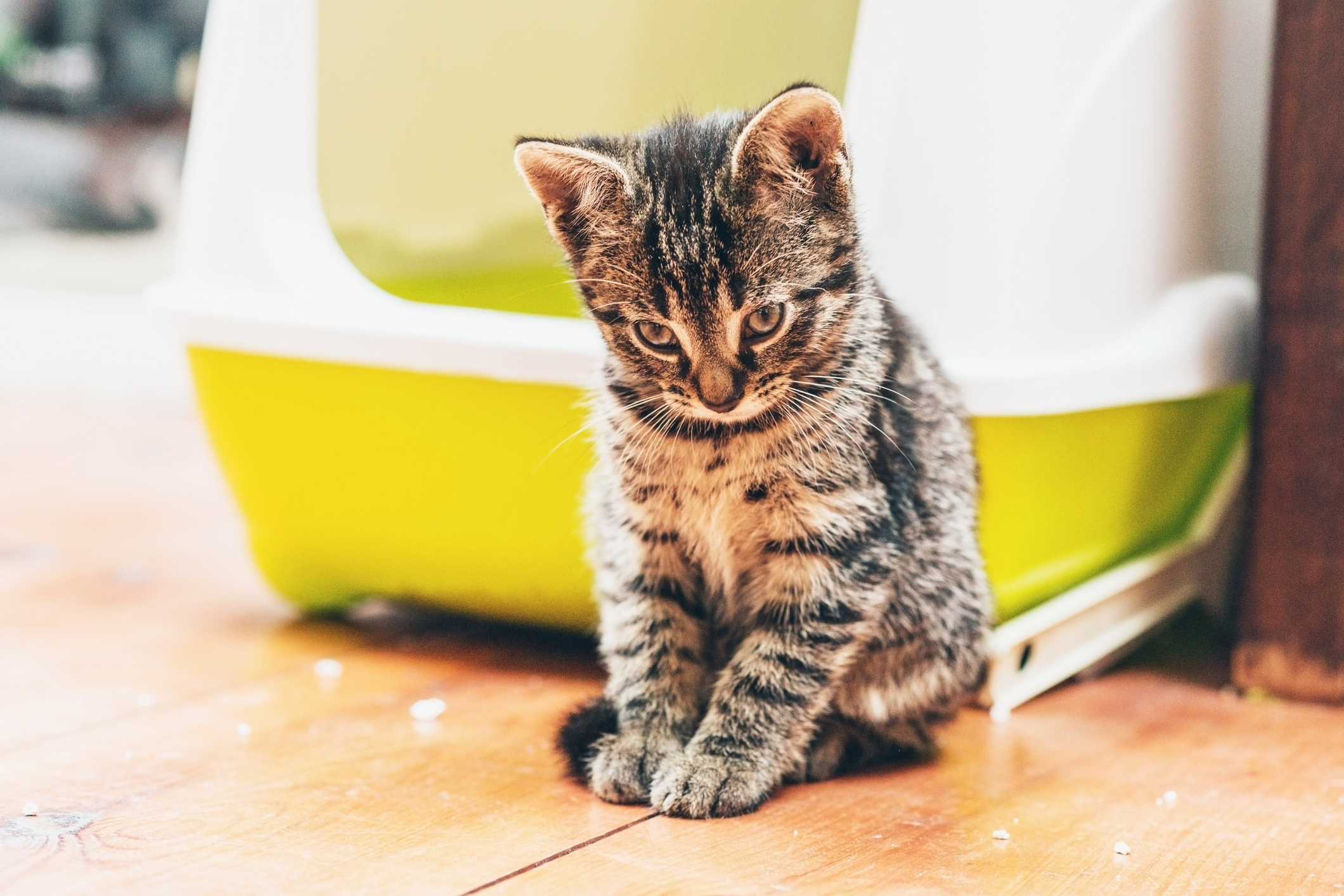 Wie man einer Katze beibringt, das Katzenklo zu benutzen