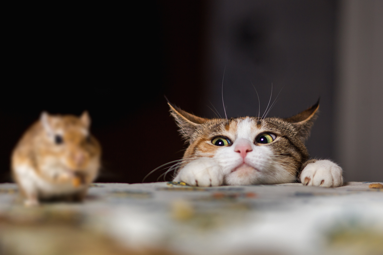 Warum Katzen Mäuse fangen