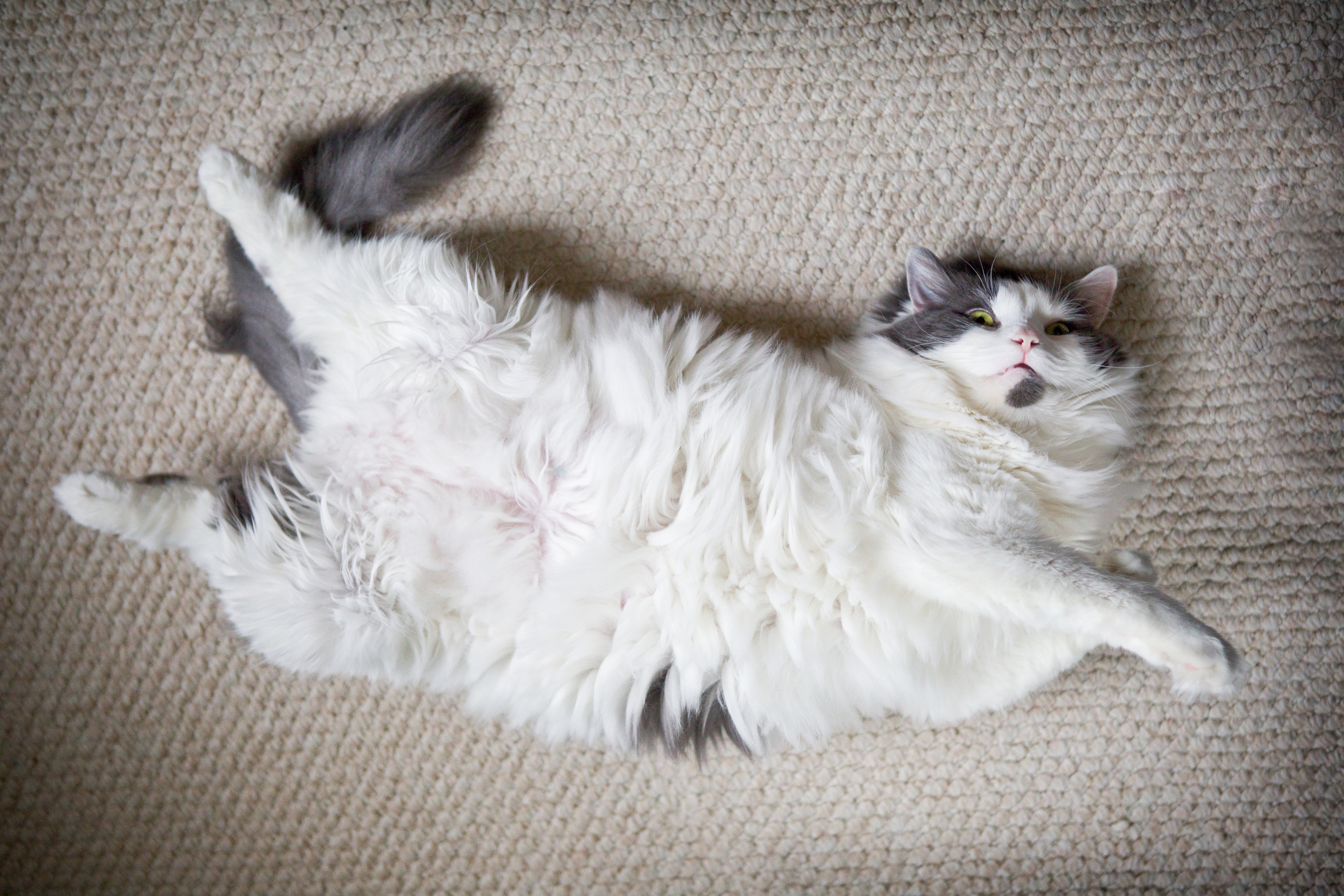 4 Tipps gegen Katzenhaare