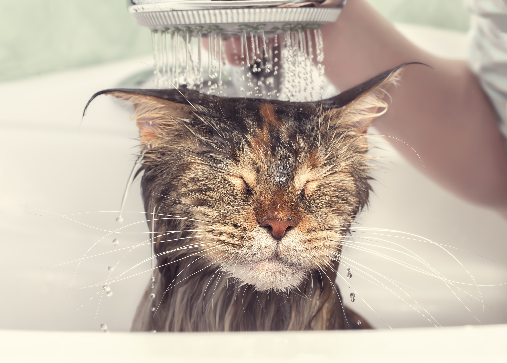 Ob und wie man eine Katze badet