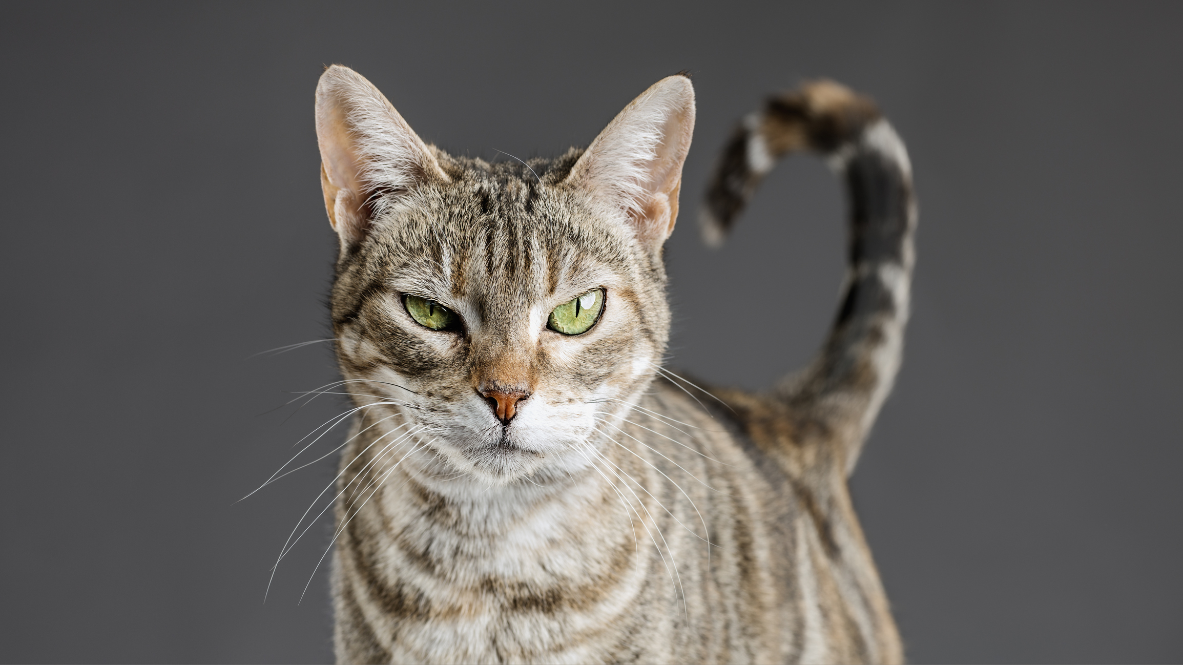 Warum Katzen nicht auf den Arm genommen werden möchten
