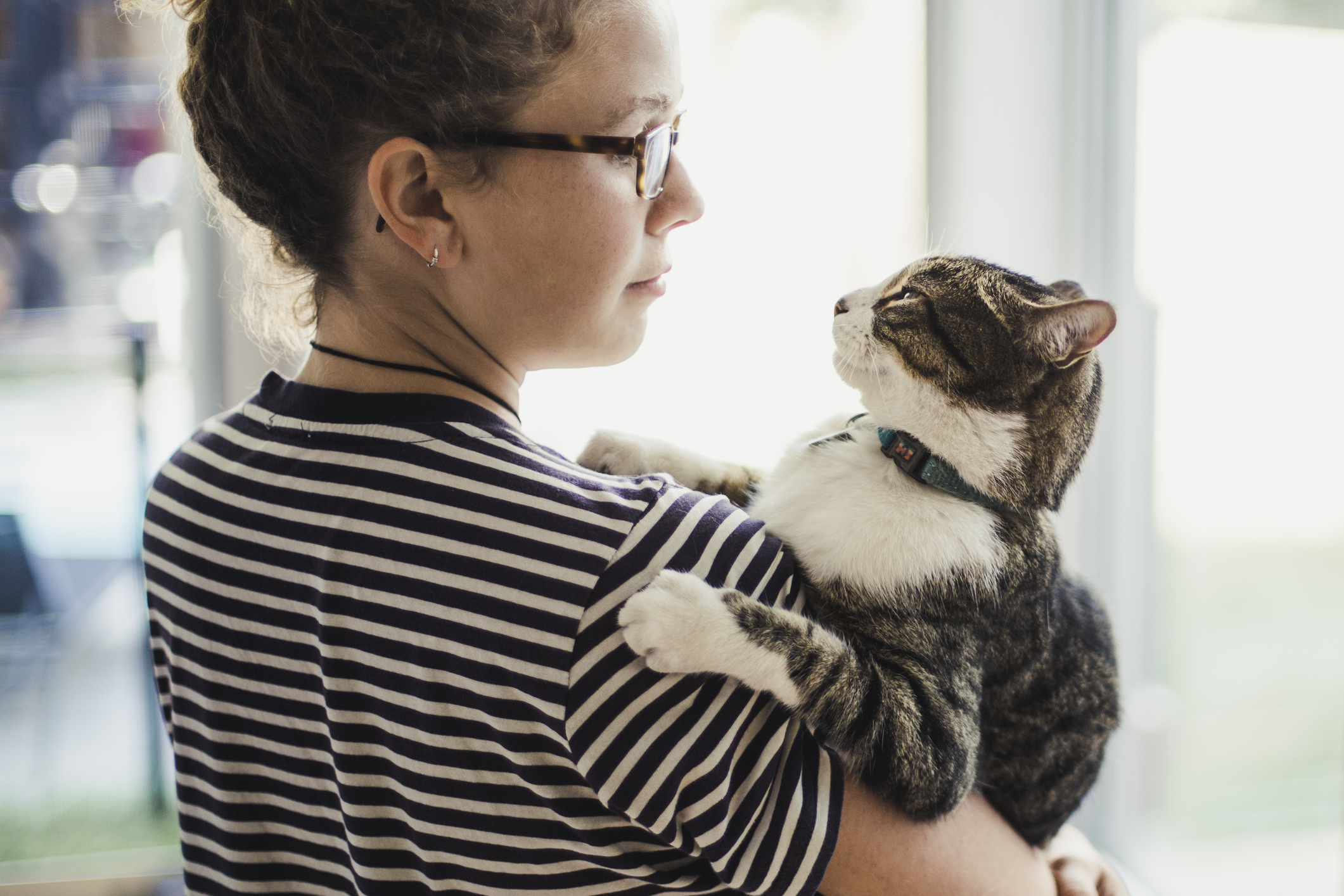 Wie man ein besserer Katzenbesitzer wird