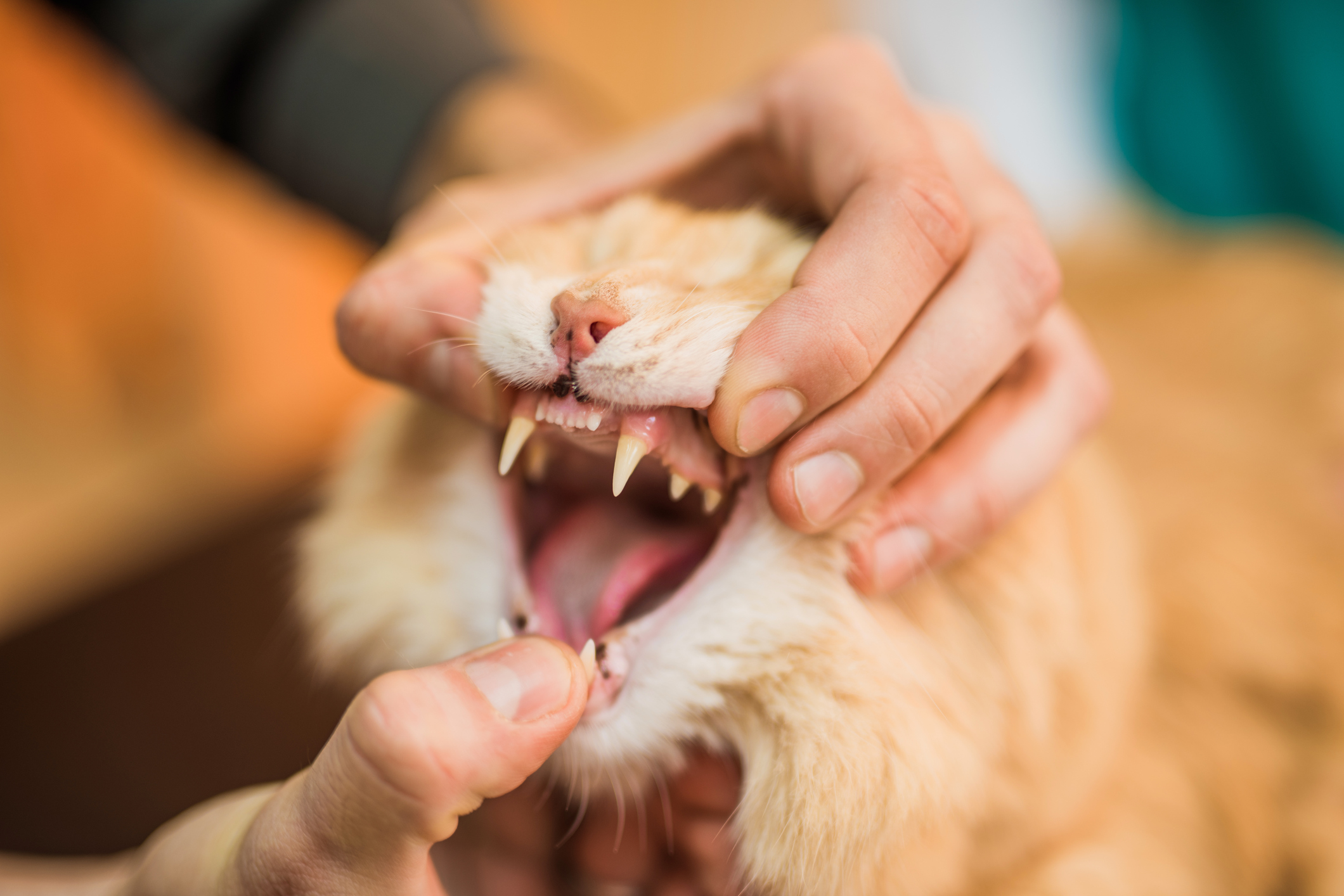 Die richtige Zahnpflege für Katzen