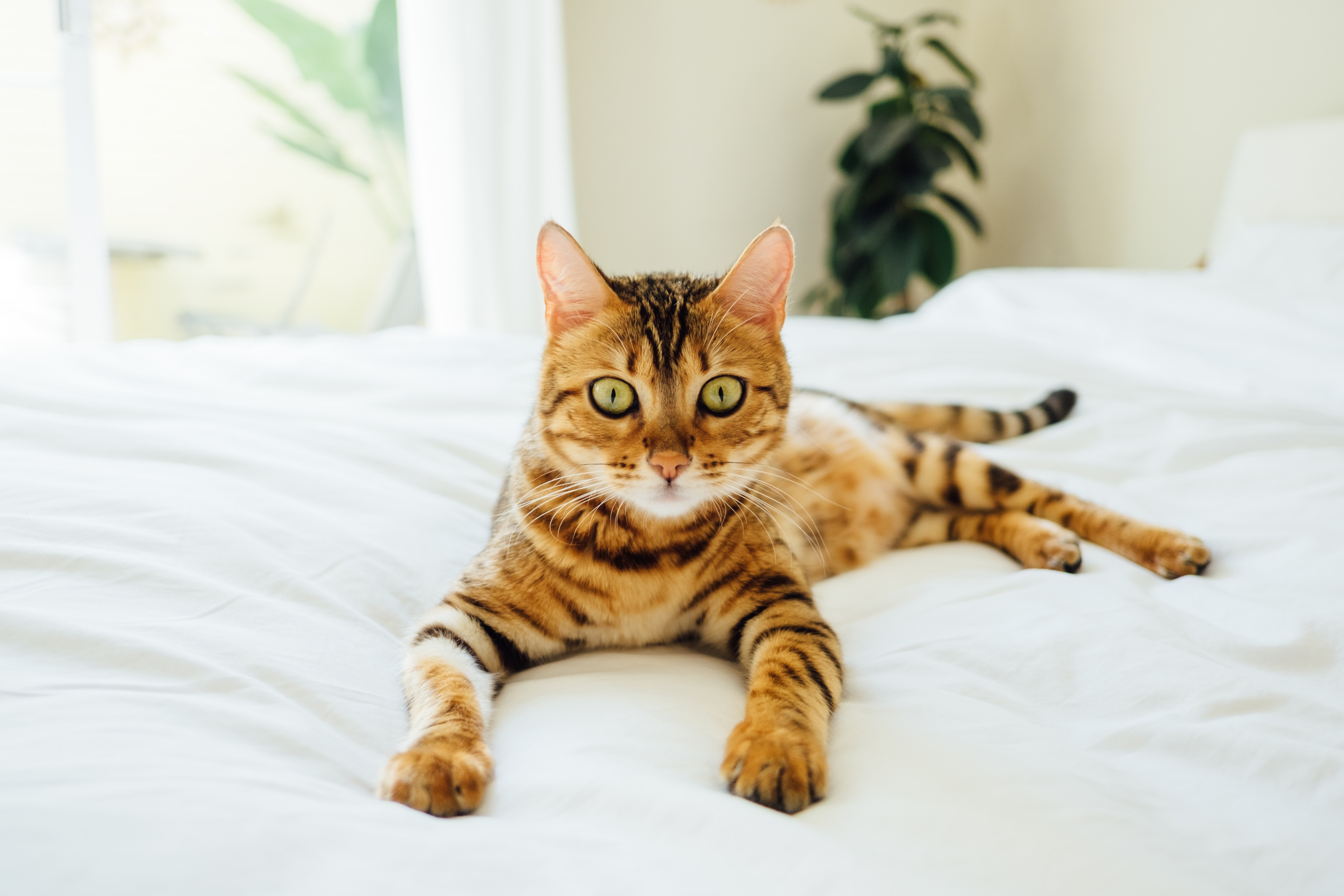 3 interessante Fakten über Katzen