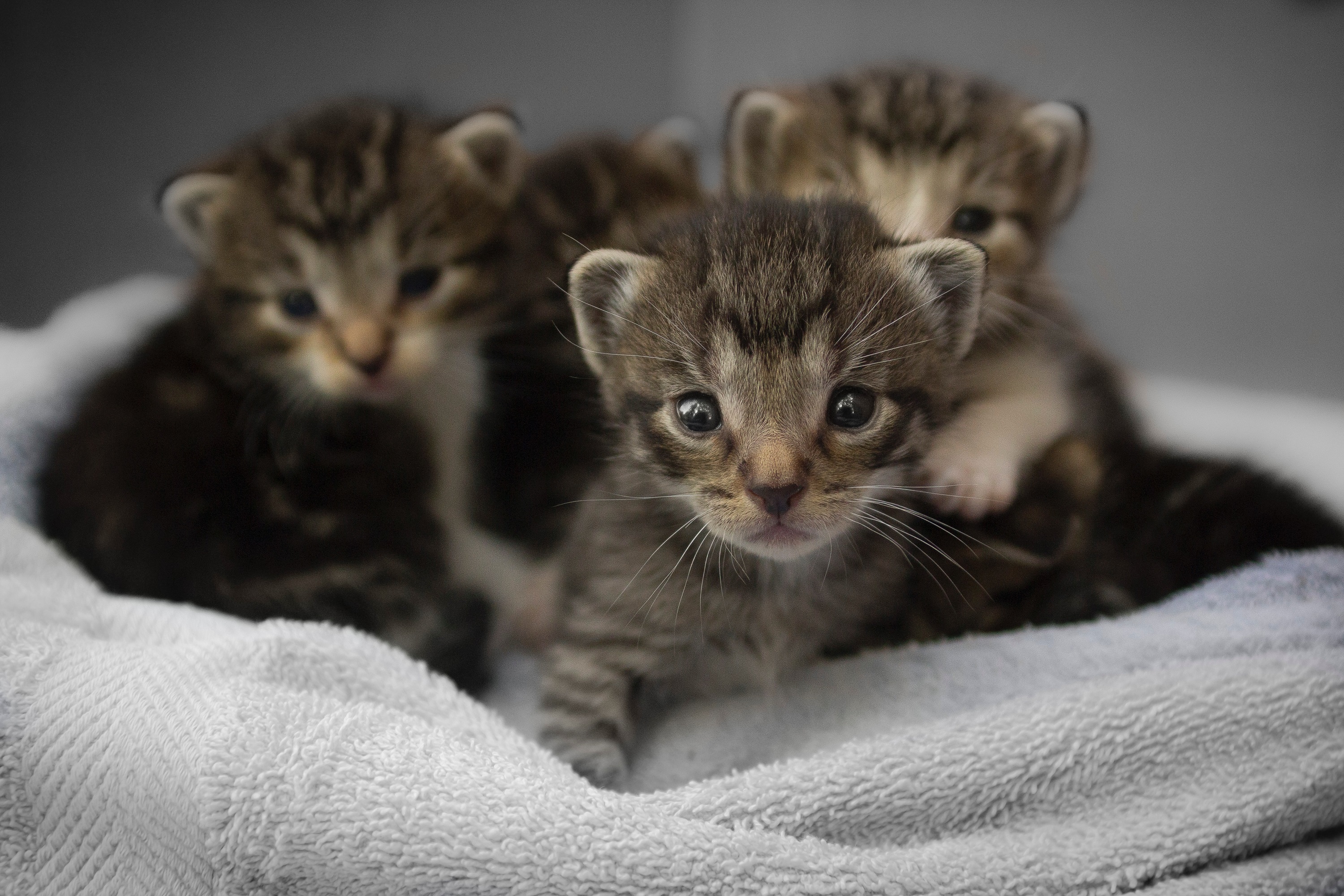 Kleine Kinder und Katzen – was zu beachten ist