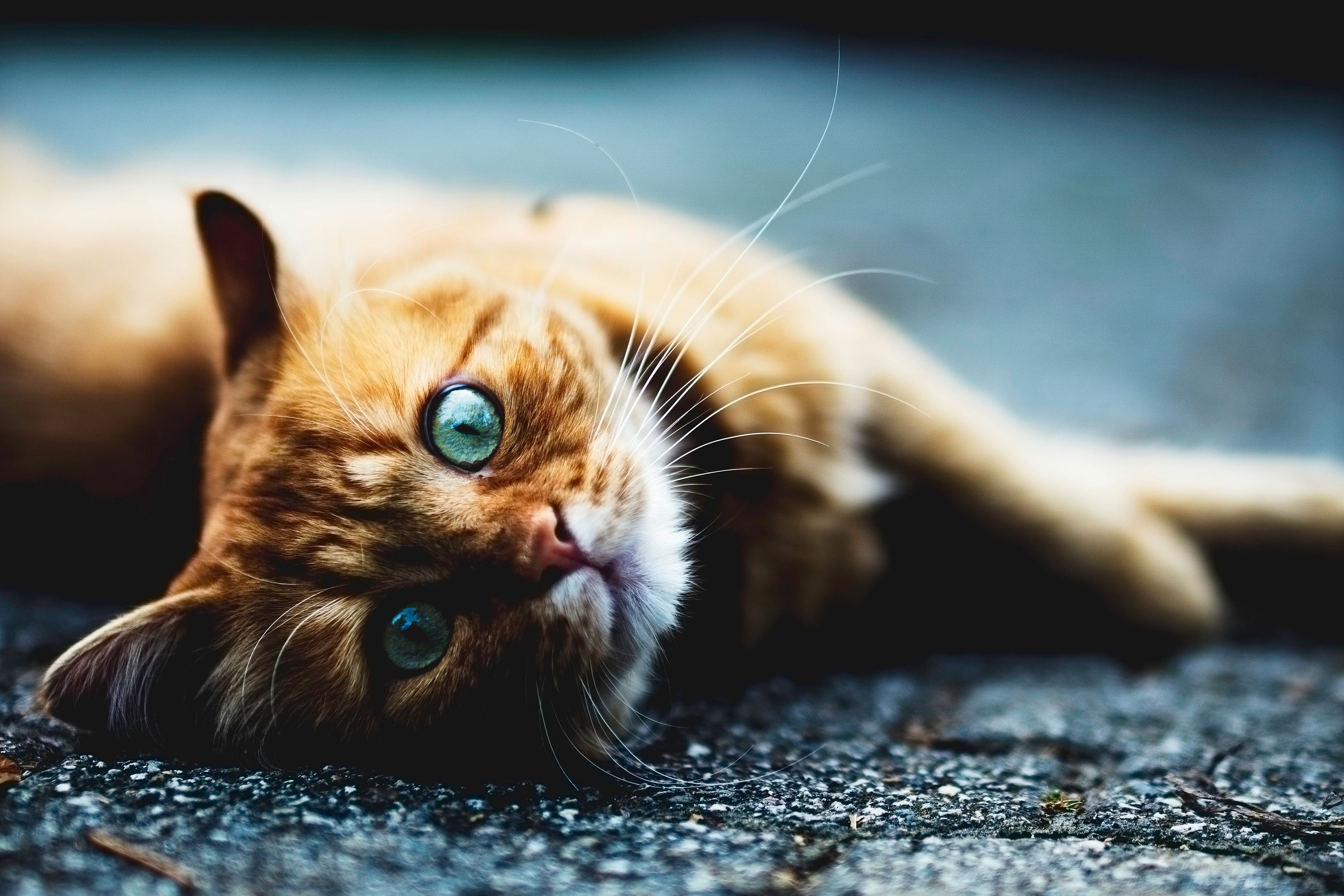 Möglichkeiten, mehr Bewegung in den Alltag einer Katze zu bringen