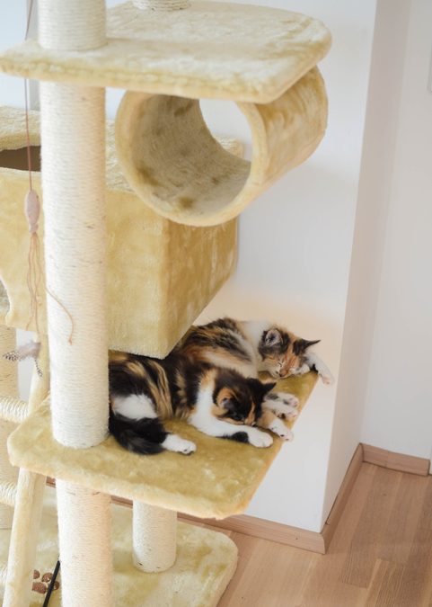 American Curl Katzen