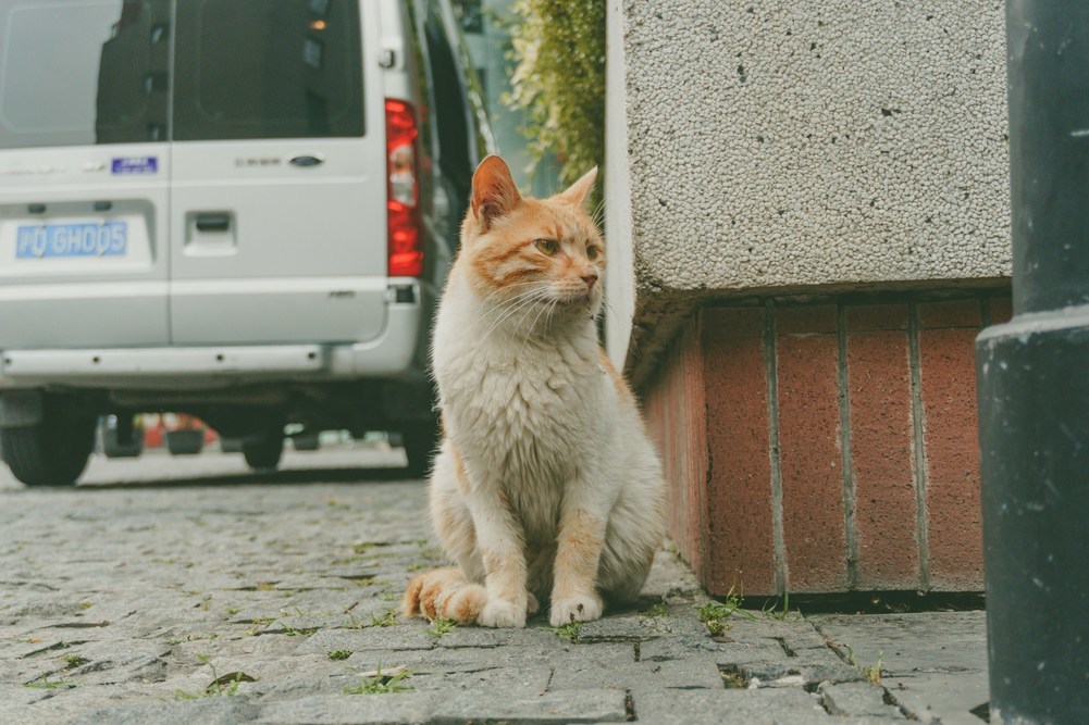 Autofahren mit einer Katze